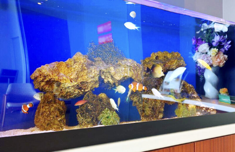 介護施設様に海水魚水槽をレンタル!木目の水槽台と調和する120cm海水魚水槽 水槽画像4