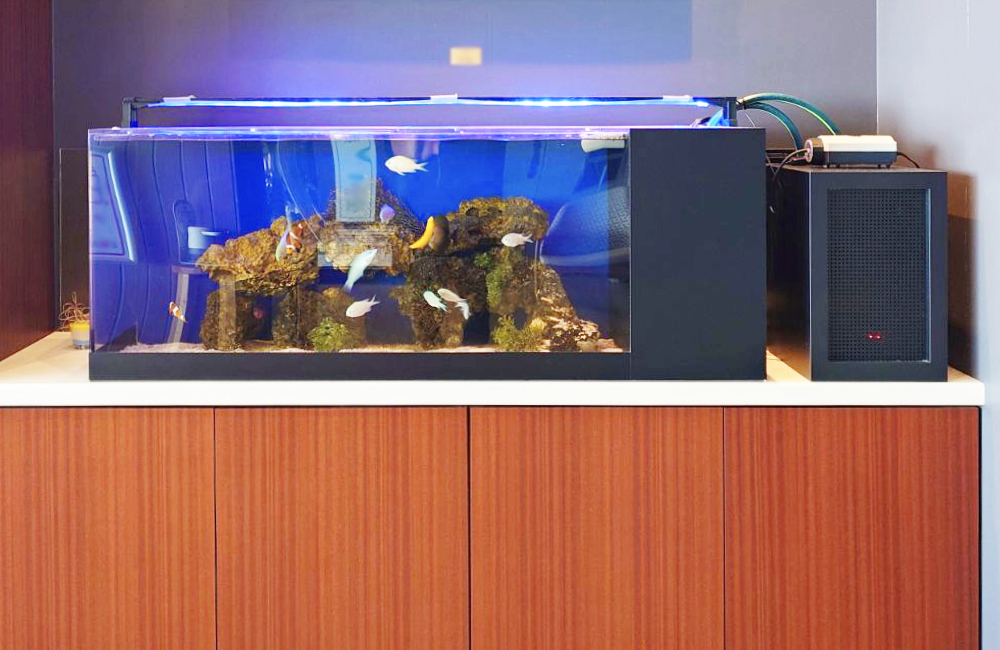 ライブロックと海水魚が泳ぐ横長の水槽と黒いクーラー