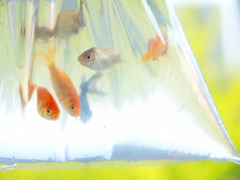 袋に入った数匹の金魚の群れ