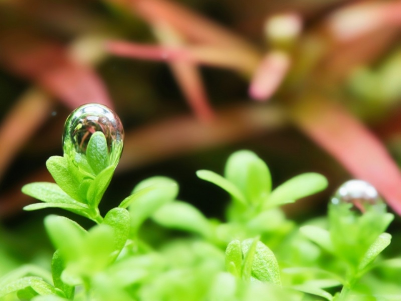 水草の葉についた水滴のクローズアップ