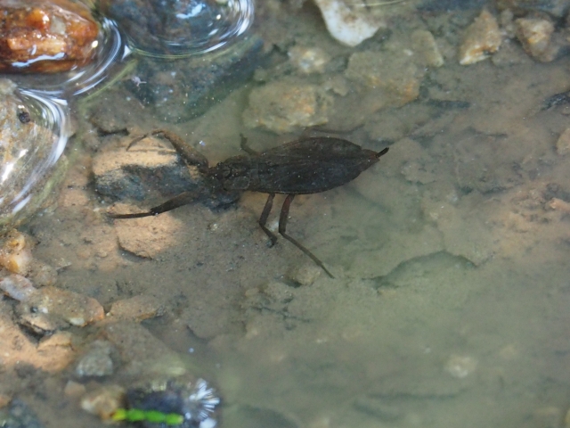 水底に潜む水生昆虫の姿