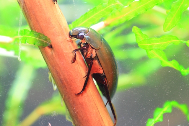 水草に止まる茶色の甲虫の姿