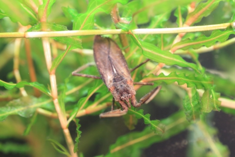 水草に隠れるタイコウチの姿