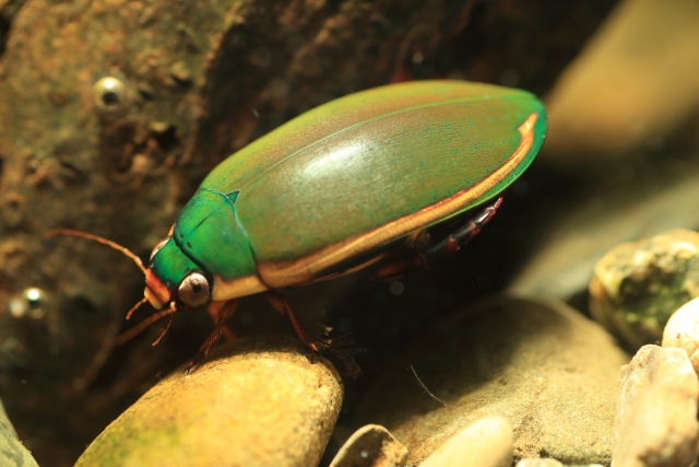 緑色の甲羅を持つ水生昆虫のクローズアップ