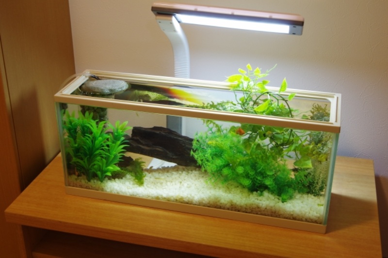 LEDライト付き水槽に緑の人工水草と流木