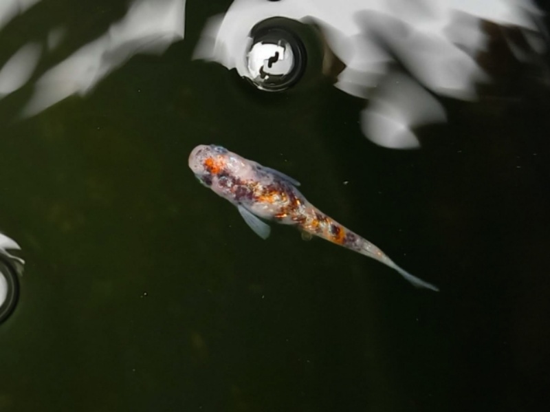暗い水面を泳ぐ1匹のメダカ
