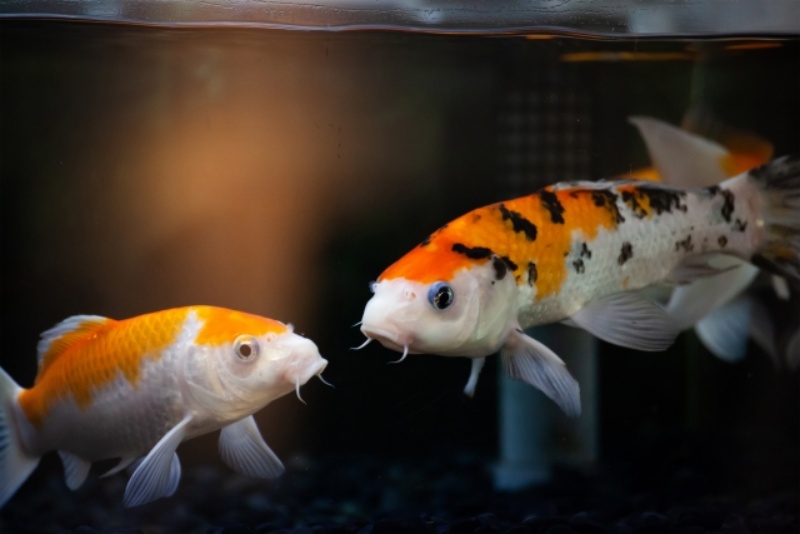水槽内を泳ぐ紅白と三色の錦鯉