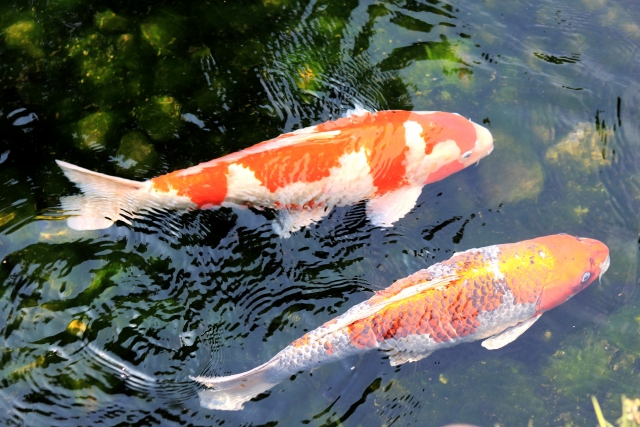 池を泳ぐ紅白とオレンジ色の錦鯉