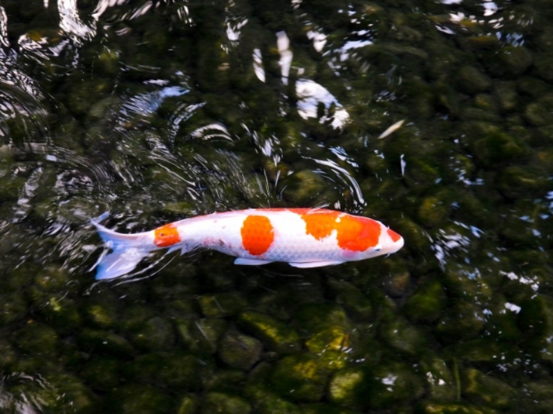 池を泳ぐ赤と白の模様の錦鯉