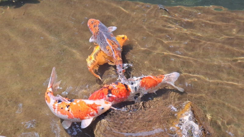浅瀬に集まる色鮮やかな錦鯉