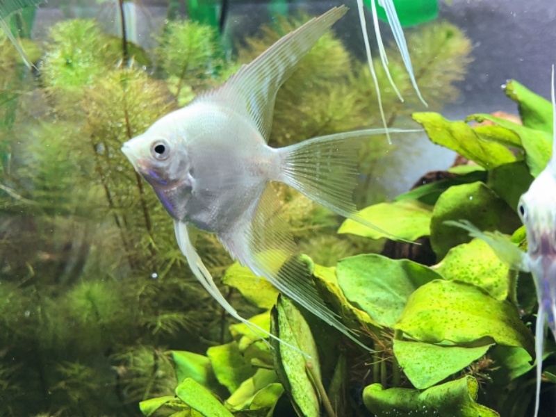 水草水槽を泳ぐエンゼルフィッシュ