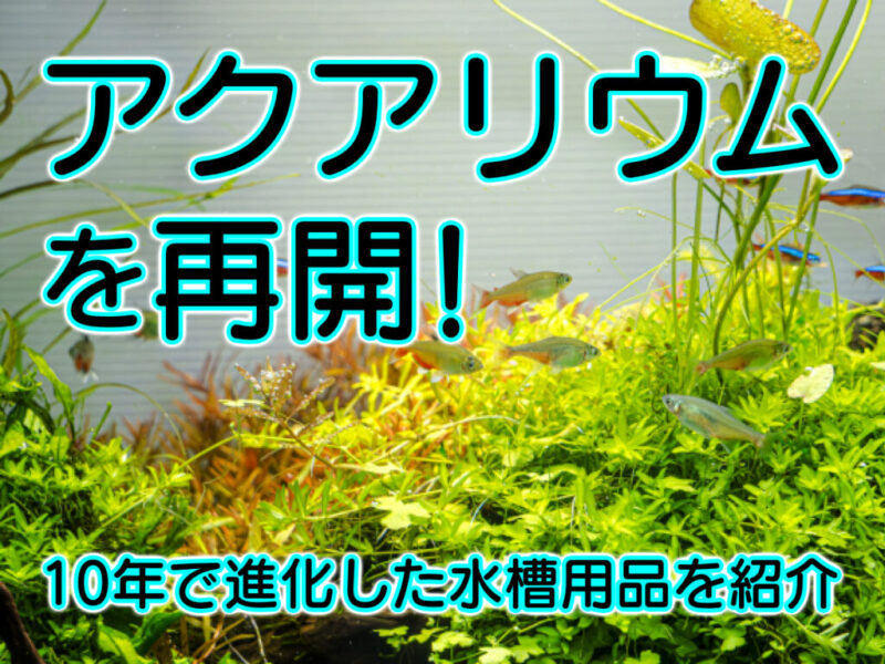 アクアリウムを再開したい!生き物別・いま買うべきアクアリウム用品や機材サムネイル