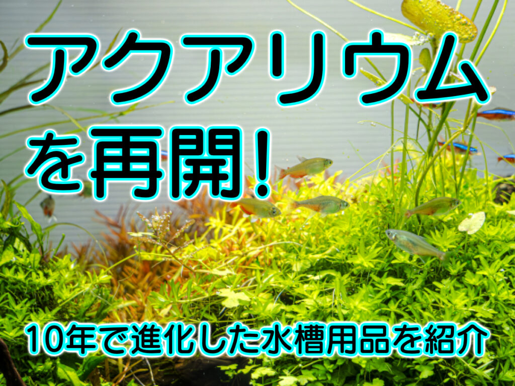 アクアリウムを再開したい!生き物別・いま買うべきアクアリウム用品や機材のサムネイル画像