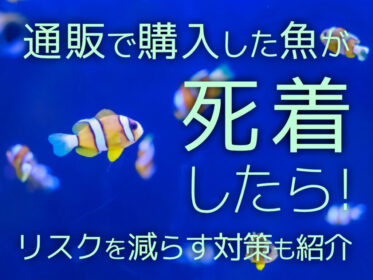 通販で購入した魚が死着したときの対応法!リスクを減らす対策も紹介