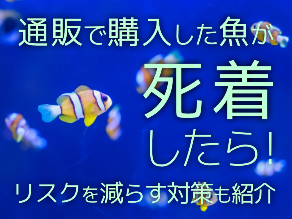 通販で購入した魚が死着したときの対応法!リスクを減らす対策も紹介のサムネイル画像