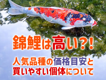 錦鯉は高い?!人気品種の価格目安と買いやすい個体についても紹介