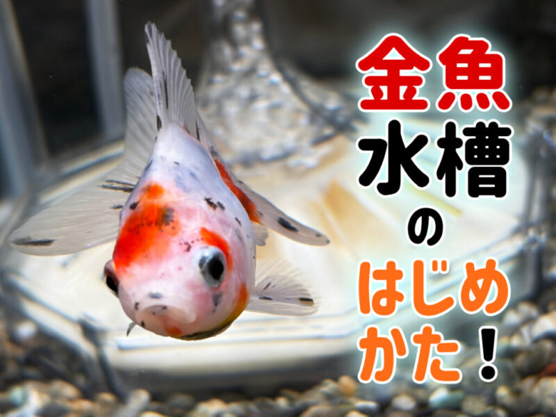 金魚水槽のはじめ方！最初の1ヵ月を乗り切る方法とレイアウトについて