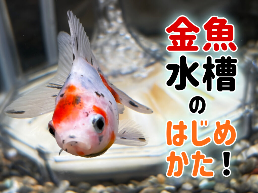 金魚水槽のはじめ方!最初の1ヵ月を乗り切る方法とレイアウトについてのサムネイル画像