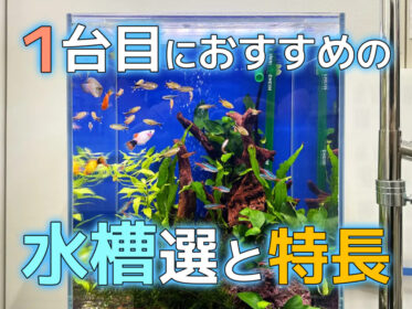 はじめての水槽購入ガイド!最初に買うのにおすすめな水槽5選と特長