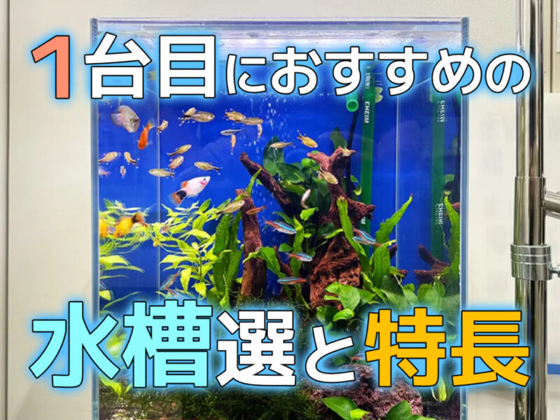 はじめての水槽購入ガイド！最初に買うのにおすすめな水槽5選と特長サムネイル
