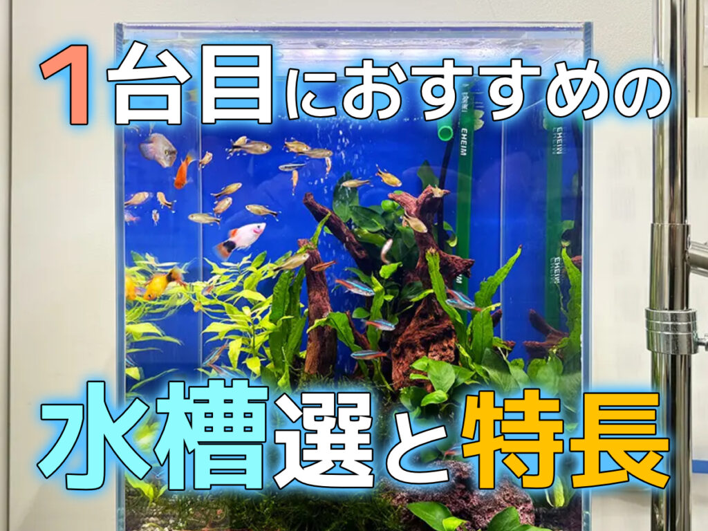 はじめての水槽購入ガイド!最初に買うのにおすすめな水槽5選と特長のサムネイル画像