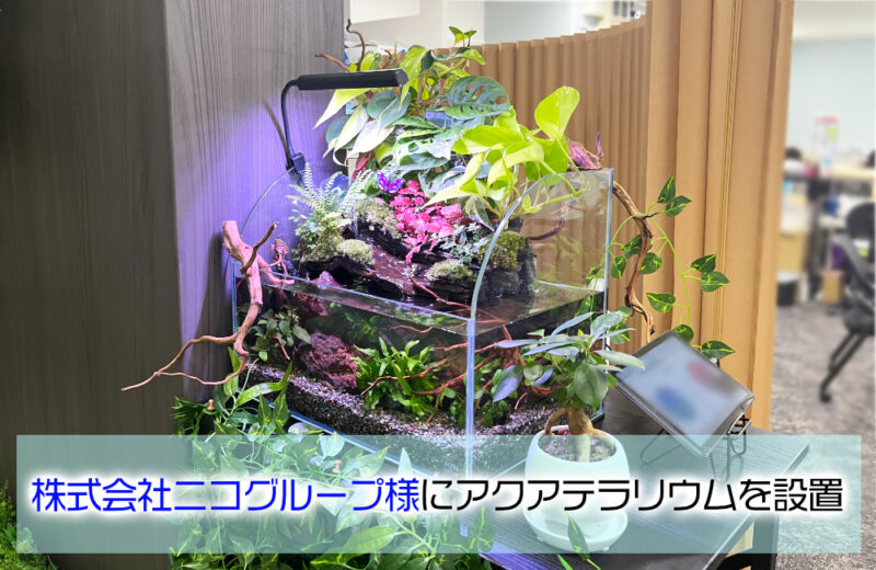 株式会社ニコグループ様に45cmアクアテラリウムを設置!水辺が目を惹く癒しの水槽サムネイル