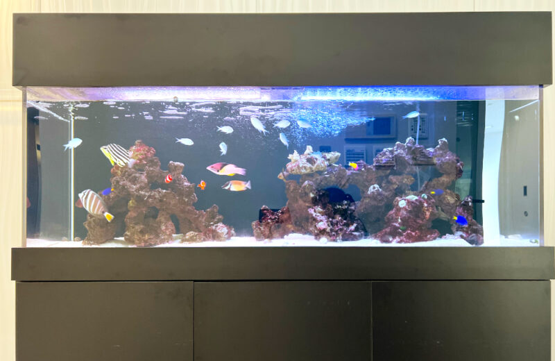 企業様に150cm大型水槽を販売・メンテナンス!エントランスの海水魚たち 水槽画像3