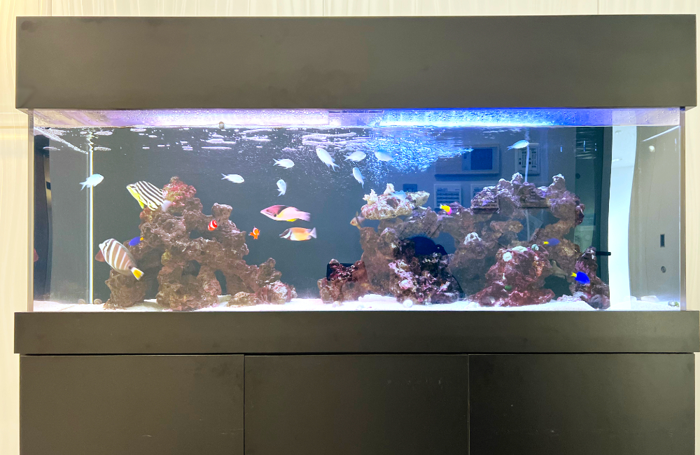 海水魚が泳ぐ大型のサンゴ礁アクアリウム
