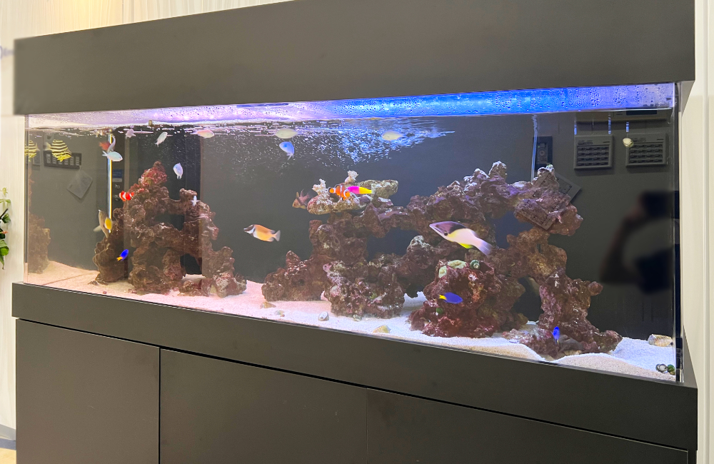 海水魚が泳ぐ大型の海水アクアリウム水槽