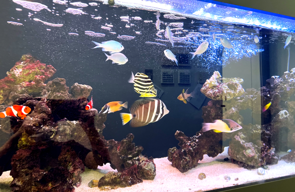海水魚とライブロックを配置した大型の海水水槽