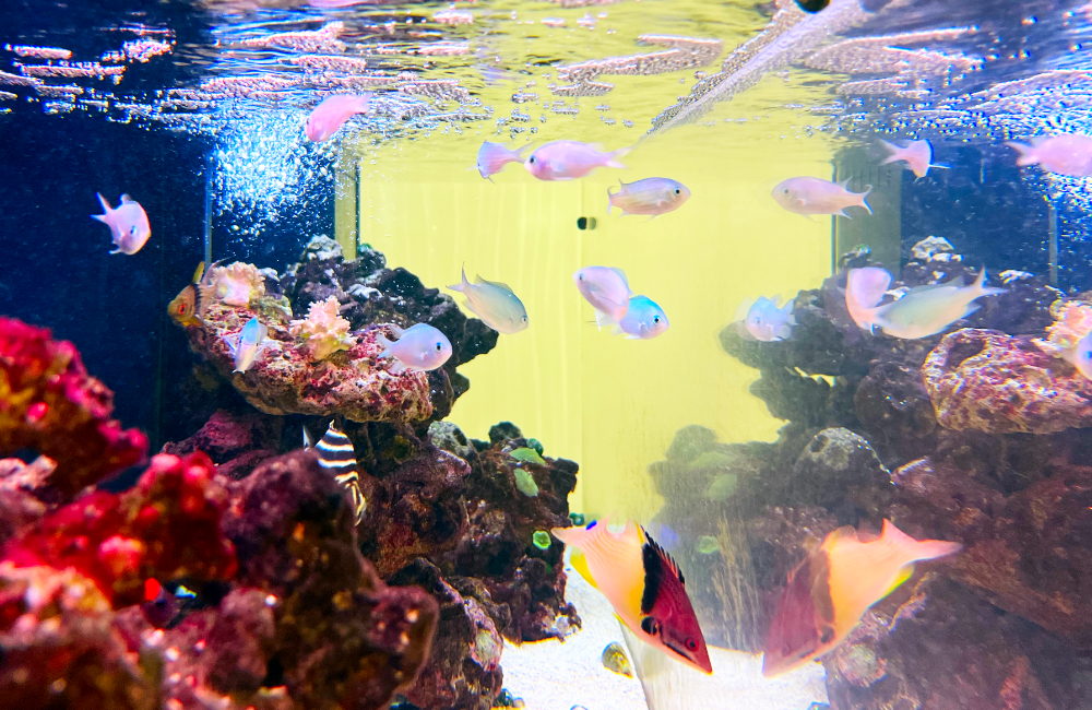 ライブロックと海水魚が泳ぐ黄色の背景の水槽内景