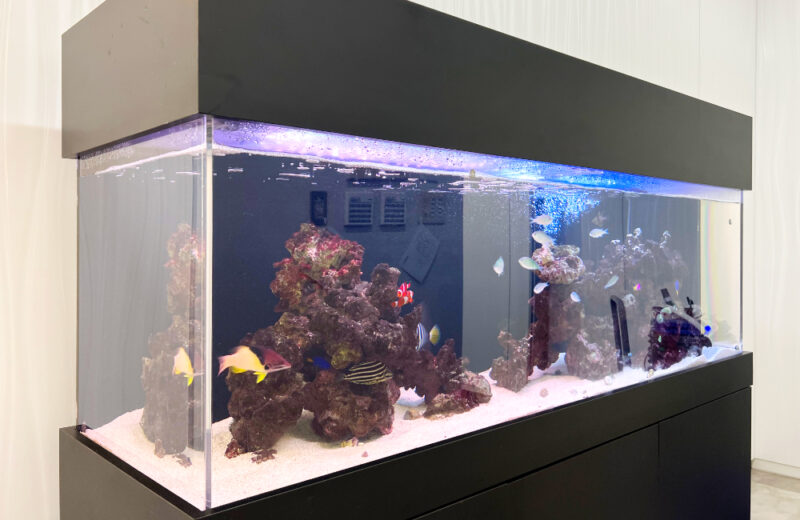 企業様に150cm大型水槽を販売・メンテナンス!エントランスの海水魚たち 水槽画像5