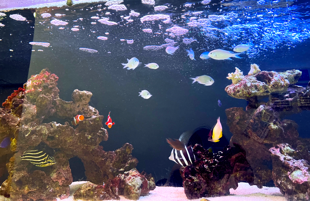 海水魚とライブロックを配置したマリンアクアリウム水槽
