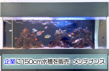 企業様に150cm大型水槽を販売・メンテナンス！エントランスの海水魚たち