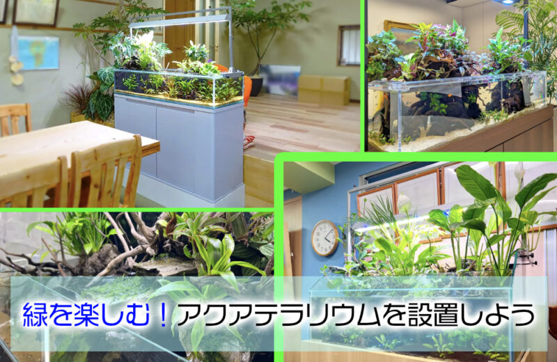 緑を楽しむ!アクアテラリウムをレンタルしよう!観葉植物が特徴的な水槽サムネイル
