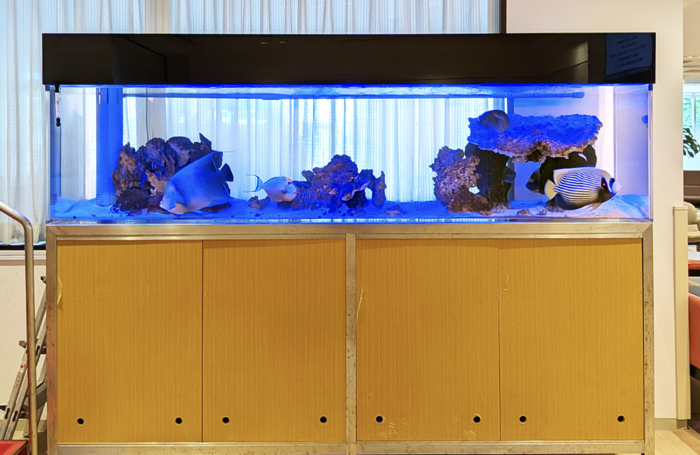 青い照明の大型海水魚水槽と木製キャビネット