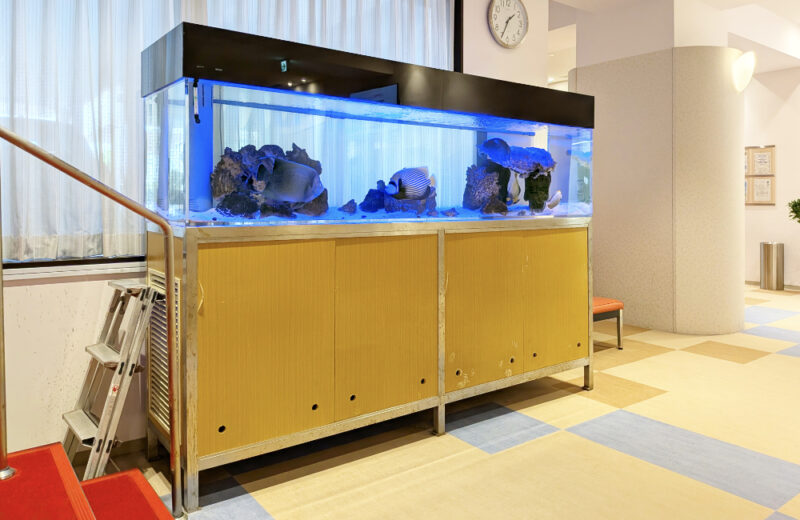 病院様の大型海水魚水槽をメンテナンス!その2・タテジマキンチャクダイが泳ぐ水槽 水槽画像5