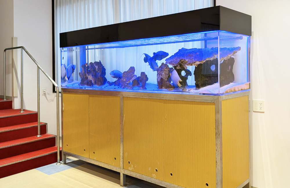 青い照明の大型海水魚水槽と木目調の水槽台