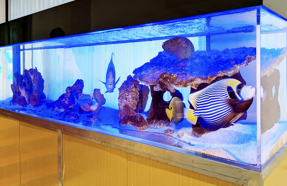 青い照明の大型海水魚水槽