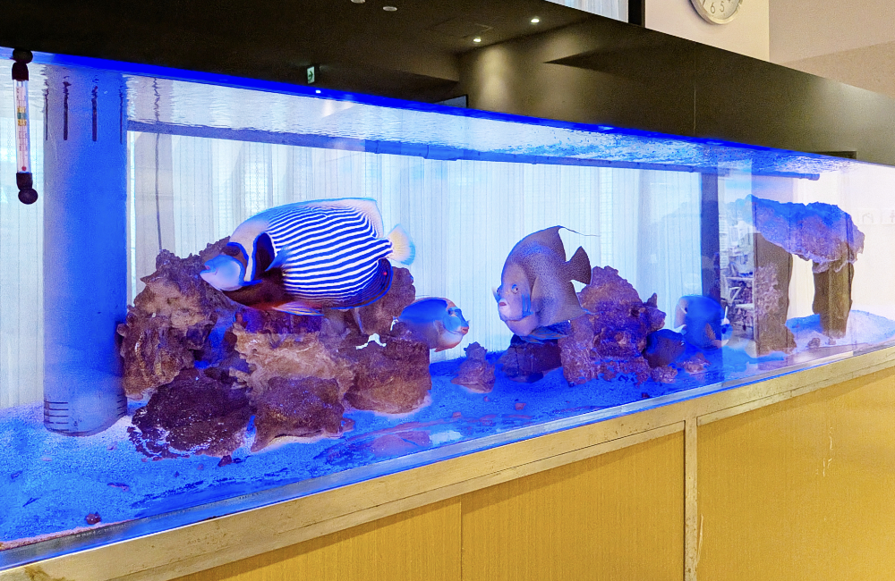青い照明の大型海水魚水槽と熱帯魚