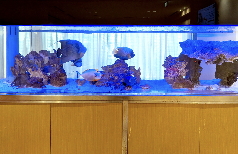 青い照明の海水魚水槽と泳ぐ大型魚