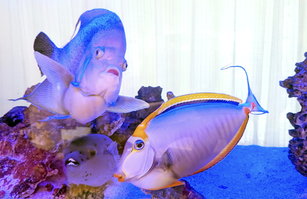 水槽内を泳ぐ青い海水魚たち