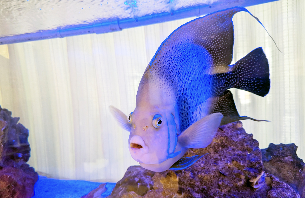 水槽内の岩の上を泳ぐ大型の海水魚