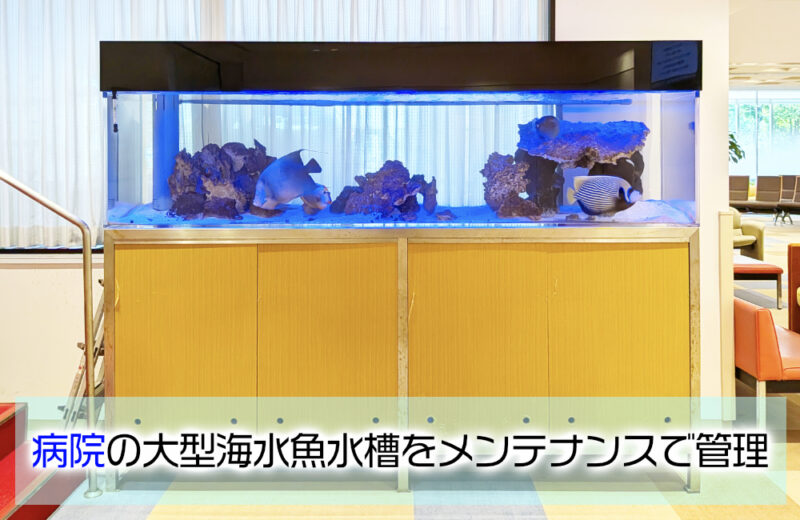 病院様の大型海水魚水槽をメンテナンス!その2・タテジマキンチャクダイが泳ぐ水槽サムネイル