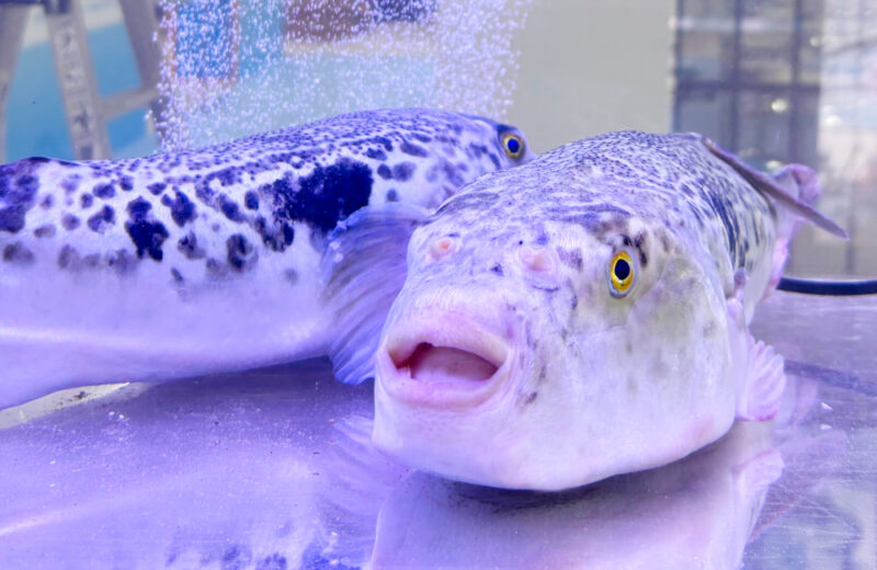 展示会の企業ブースにいけす水槽を短期レンタル!養殖フグを展示するイベント水槽 水槽画像3