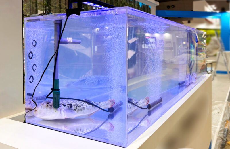 展示会の企業ブースにいけす水槽を短期レンタル!養殖フグを展示するイベント水槽 水槽画像5