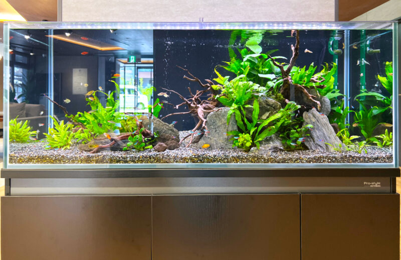 介護施設に120cmの熱帯魚水槽をレンタル!水草と小型魚が彩るエントランス 水槽画像2