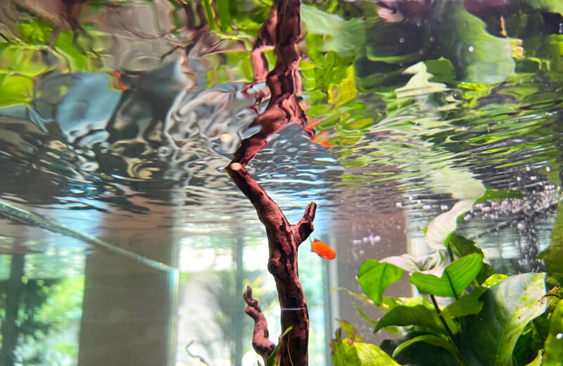 介護施設に120cmの熱帯魚水槽をレンタル!水草と小型魚が彩るエントランス 水槽画像4