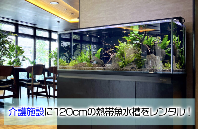 介護施設に120cmの熱帯魚水槽をレンタル!水草と小型魚が彩るエントランスサムネイル