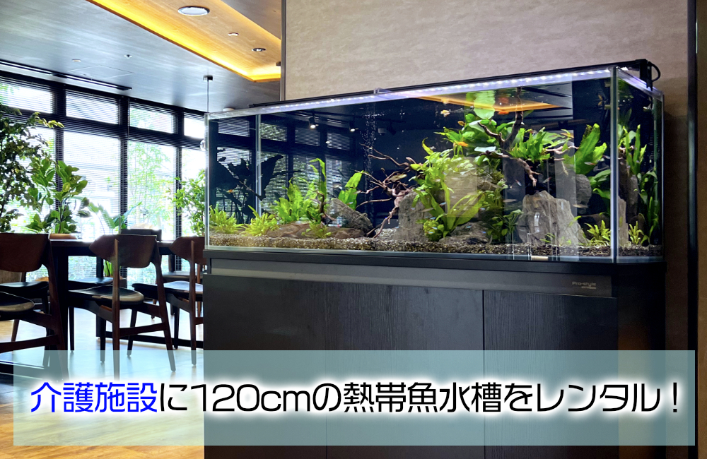 介護施設に120cmの熱帯魚水槽をレンタル!水草と小型魚が彩るエントランス メイン画像